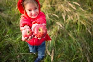 uma garotinha com uma jaqueta vermelha com capuz segura maçãs nas mãos dela. festival da colheita de outono, ação de graças, pomar, vitaminas. espaço para texto