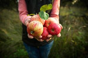 rosa com listras maçãs frescas de galhos nas mãos das mulheres em um fundo verde escuro. festival da colheita do outono, agricultura, jardinagem, ação de graças. atmosfera acolhedora, produtos ecológicos naturais foto