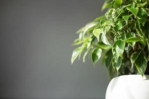 folhagem variada de ficus benjamin em um close-up de pote redondo. cultivo de plantas em vasos, decoração verde, cuidado e cultivo foto