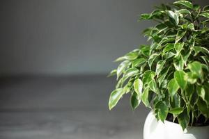 folhagem variada de ficus benjamin em um close-up de pote redondo. cultivo de plantas em vasos, decoração verde, cuidado e cultivo foto