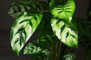 calathea leopardina verde padrão folha close-up. plantas de casa em vaso, decoração verde, cuidado e cultivo, variedade de marantáceas. foto