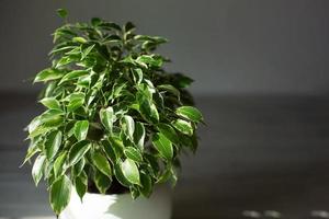 folhagem variada de ficus benjamin em um close-up de pote redondo. cultivo de plantas em vasos, decoração verde, cuidado e cultivo foto