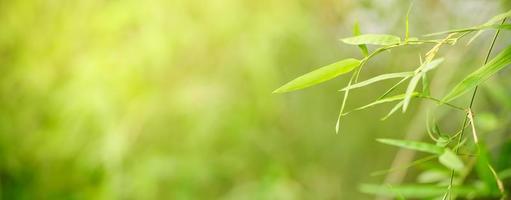 closeup da bela vista da natureza folha verde de bambu sobre fundo desfocado de vegetação no jardim com espaço de cópia usando como conceito de página de capa de fundo. foto