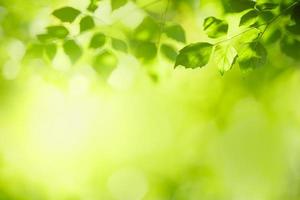 close-up da folha verde vista da natureza no fundo de vegetação turva sob a luz do sol com bokeh e copie o espaço usando como plano de fundo a paisagem de plantas naturais, conceito de papel de parede de ecologia. foto