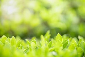 close-up da folha verde vista da natureza no fundo de vegetação turva sob a luz do sol com bokeh e copie o espaço usando como plano de fundo a paisagem de plantas naturais, conceito de papel de parede de ecologia. foto