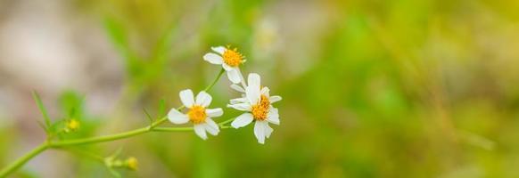 closeup de mini flor branca com pólen amarelo sob a luz do sol com espaço de cópia usando como pano de fundo a paisagem de plantas naturais verdes, conceito de página de capa de ecologia. foto