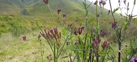 várias variantes de flores e gramíneas espalhadas pelos prados nas montanhas bromo tengger, indonésia foto