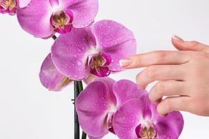 manicure francesa e flor de orquídea foto