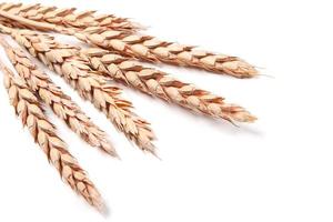 espigas de trigo