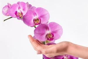 manicure francesa e flor de orquídea