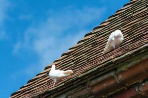 duas pombas brancas no velho telhado da casa contra um céu azul em um dia ensolarado foto