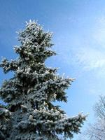 árvore de inverno foto