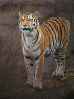 tigre siberiano no zoológico foto