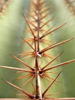 macro de cacto saguaro foto