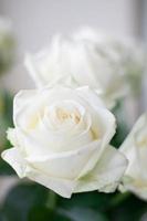 lindas rosas brancas macias