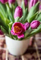 tulipas cor de rosa em um vaso branco