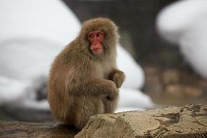 macacos da neve no japão foto