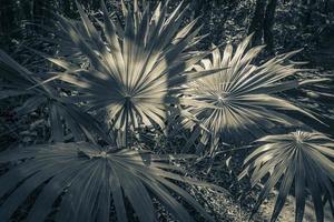 tropicais naturais selva floresta plantas árvores muyil maia ruínas mexico. foto