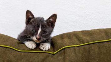 gato cinza no sofá foto