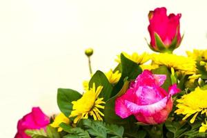 pétalas de rosa são lascadas com gerbera. foto