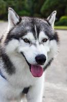 cães husky siberiano na tailândia foto