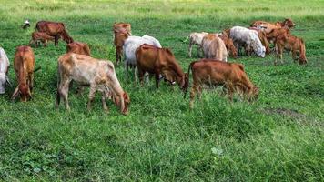 rebanhos de gado de gado pastando foto