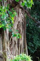 cobertura de árvore de bodhi de raízes de banyan foto