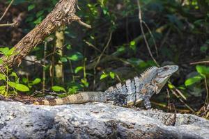 a iguana mexicana encontra-se na floresta natural de pedra rochosa do méxico. foto