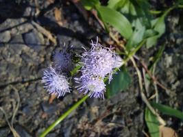 macro de close-up de flores chamadas praxelis clematidea ou bandotan foto