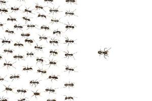 formigas líderes isoladas