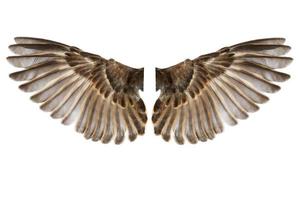 asas de pássaros isoladas em branco foto