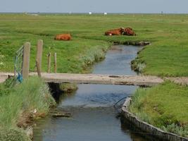 hallig hooge no mar do norte alemão foto