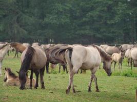 cavalos selvagens em um prado na Alemanha foto