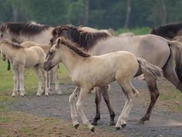 cavalos selvagens em um prado na Alemanha foto