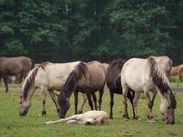 muitos cavalos selvagens na alemanha foto