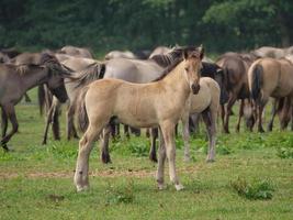 cavalo selvagem na alemanha foto