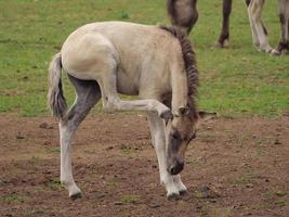 cavalos selvagens em um prado na Alemanha foto