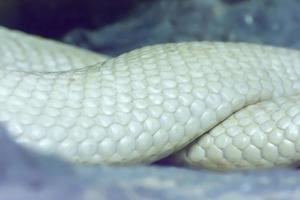 cobra siamesa albina foto