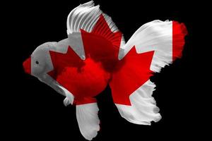 bandeira do canadá em peixinho dourado foto