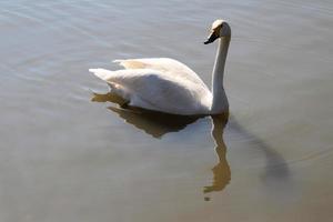 um close-up de um cisne bewick foto