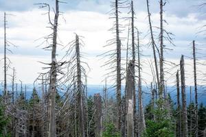 floresta destruída no outono foto