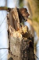captura vertical do tronco da árvore quebrada no fundo desfocado foto