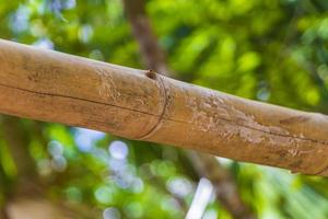 bambu árvores plantas selva natural floresta porto aventuras méxico. foto