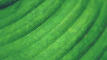 textura de padrão de fundo tropical de conceito de natureza de folha verde em alta resolução foto