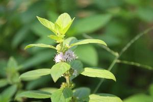 árvores de poejo europeu na natureza, outro nome é poejo, grama de pudim. foto