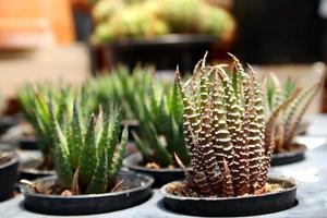 pequena haworthia fasciata ou planta de zebra em vaso na placa do berçário. foto