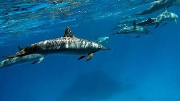 golfinhos. golfinho-rotador. stenella longirostris é um pequeno golfinho que vive em águas costeiras tropicais ao redor do mundo. foto