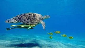 grande tartaruga verde nos recifes do mar vermelho.