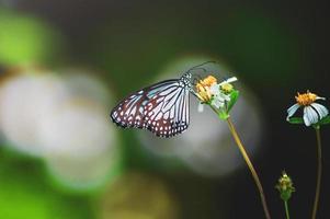 lindas borboletas na natureza estão procurando néctar de flores na região tailandesa da tailândia. foto