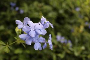 flor azul clara de capim chumbo ou plumbago branco estão em filmagem e desfocam o fundo das folhas verdes escuras. foto